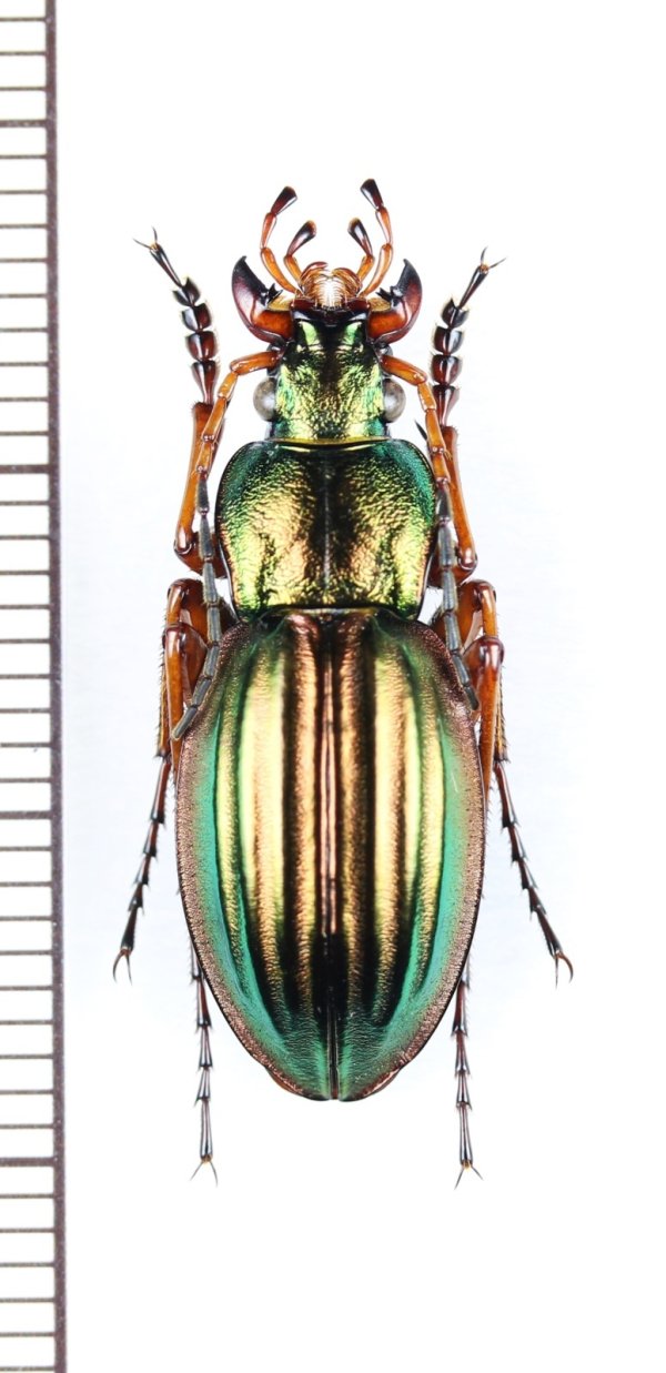 画像1: オサムシの一種　Carabus auratus auratus　♂　フランス