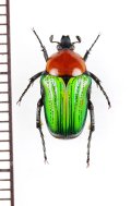 チビハナムグリの一種　Oxthyrea sp.　♂　南アフリカ