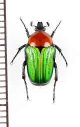 チビハナムグリの一種　Oxthyrea sp.　♂　南アフリカ