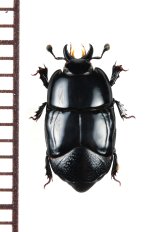 エンマムシの一種　Hololepta lucida　アメリカ合衆国