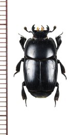 エンマムシの一種　 Plaesius javanus　インドネシア(スマトラ島)