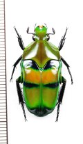 カタハリカナブンの一種　Ischiopsopha bifasciata　♂　インドネシア（ニューギニア島）