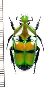 カタハリカナブンの一種　Ischiopsopha bifasciata　♂　インドネシア（ニューギニア島）