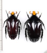 アリノスハナムグリの一種 　Campsiura insignis　ペア　タイ