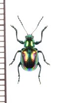アカガネサルハムシ　名義タイプ亜種　♂　屋久島