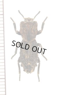 アトコブゴミムシダマシの一種　Noserinus sp.　ホンジュラス