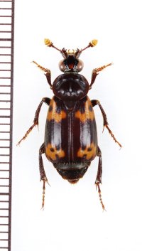 ネパールモンシデムシ　♀　沖縄本島