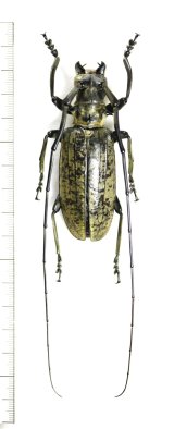 カミキリムシの一種　Pseudomeges varioti　♂76mm　ベトナム北東部