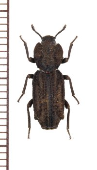 アトコブゴミムシダマシの一種　Phellopsis porcata　アメリカ合衆国