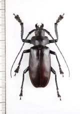 カミキリムシの一種 　Cerambycidae species　♂　ベトナム北東部