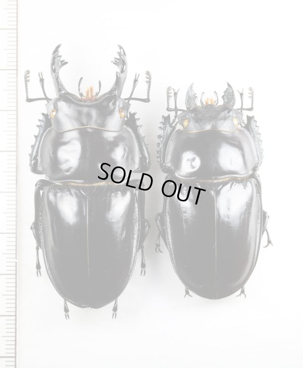 画像1: ヤエヤママルバネクワガタ　大型ペア♂63.3mm♀51.9mm　西表島