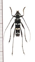 カミキリムシの一種　Acrocyrtidus sp.　♂　 ベトナム北東部
