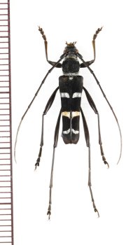 カミキリムシの一種　Acrocyrtidus sp.　♂　 ベトナム北東部