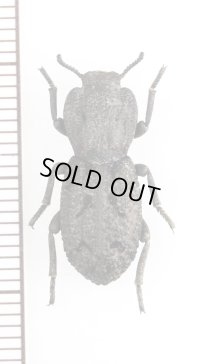 アトコブゴミムシダマシの一種　Phloeodes diabolicus　アメリカ合衆国