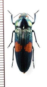 タマムシの一種　Strigoptera bimaculata　♀　ベトナム北東部