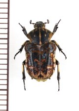 シカホソハナムグリの一種　Goliathopsis sp.　♀　ベトナム南部