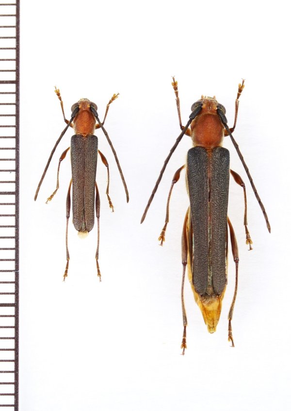 画像1: ムモンチャイロホソバネカミキリ　中型ペア　石垣島