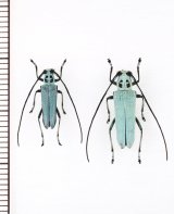 ムネモンウスアオカミキリ　ペア　石垣島