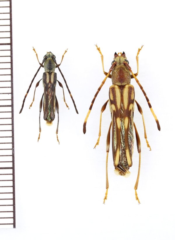 画像1: ヤエヤマホソバネカミキリ　中型ペア　石垣島