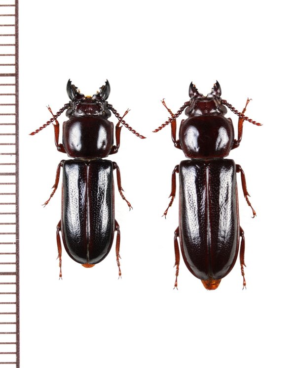 画像1: サキシマニセクワガタカミキリ　大型ペア　石垣島