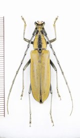 カミキリムシの一種 　Massicus trilineatus　♀　 ベトナム北東部