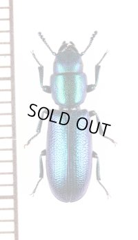コクヌストの一種　Temnoscheila caerulea　ギリシャ