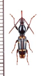 ミツギリゾウムシの一種　Orfilaia vulsellata　♀　南アフリカ