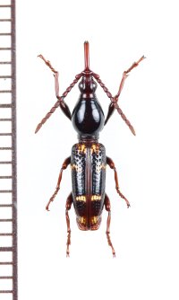 ミツギリゾウムシの一種　Orfilaia vulsellata　♀　南アフリカ