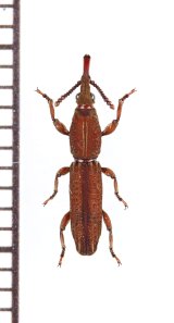 ミツギリゾウムシの一種　Brentidae species　南アフリカ