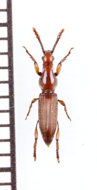 ミツギリゾウムシの一種　Brentidae species　南アフリカ