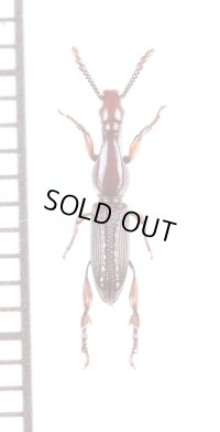 ミツギリゾウムシの一種　Brentidae species　南アフリカ