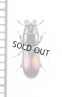 コクヌストの一種　Trogossitidae species　アルゼンチン