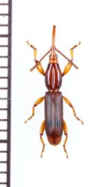 ミツギリゾウムシの一種　Brentidae species　南アフリカ