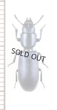 コクヌストの一種　Temnoscheila caerulea　ギリシャ