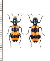 カッコウムシの一種　Trichodes apiarius　ペア　ウクライナ