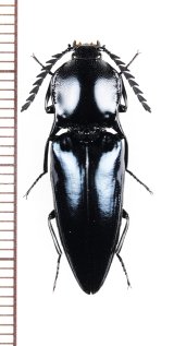 コメツキムシの一種　Elateridae species　♀　ベトナム中部