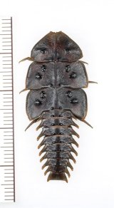 三葉虫型ベニボタルの一種　♀　Platerodrilus sp.　インドネシア(スマトラ島)