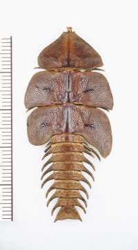 三葉虫型ベニボタルの一種　♀　Platerodrilus sp.　インドネシア(ボルネオ島)