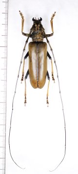 カミキリムシの一種　Nadezhdiella aurea　♂63.5mm　ベトナム北東部