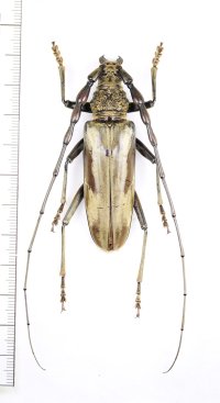 カミキリムシの一種 　Neocerambyx vitalisi　♂65.5mm　ベトナム中部