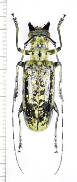 カミキリムシの一種　Pseudomeges varioti　♀82.5mm　ベトナム北東部