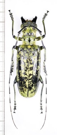 カミキリムシの一種　Pseudomeges varioti　♀82.5mm　ベトナム北東部