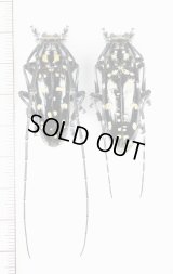 オオシマゴマダラカミキリ　大型ペア　奄美大島