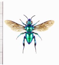 ミドリシタバチの一種　Euglossa sp.　♂　エクアドル