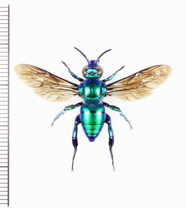 画像1: ミドリシタバチの一種　Euglossa sp.　♂　エクアドル