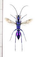 ミツバセナガアナバチ　♀　石垣島