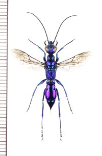 ミツバセナガアナバチ　♀　石垣島