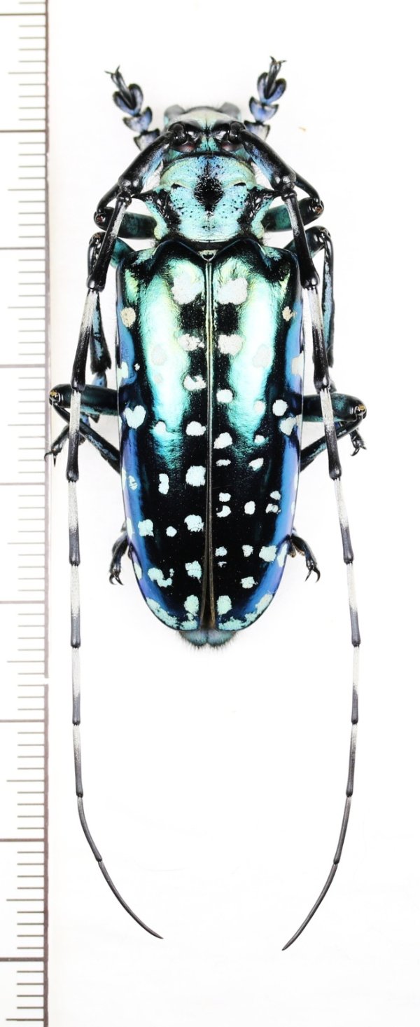 画像1: カミキリムシの一種　Anoplophora sollii　♂　ベトナム北東部