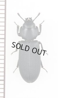 コクヌストの一種　Trogossitidae species　タイ