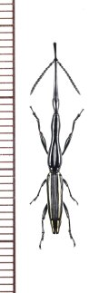 ミツギリゾウムシの一種　Brentus anchorago　♂　エクアドル